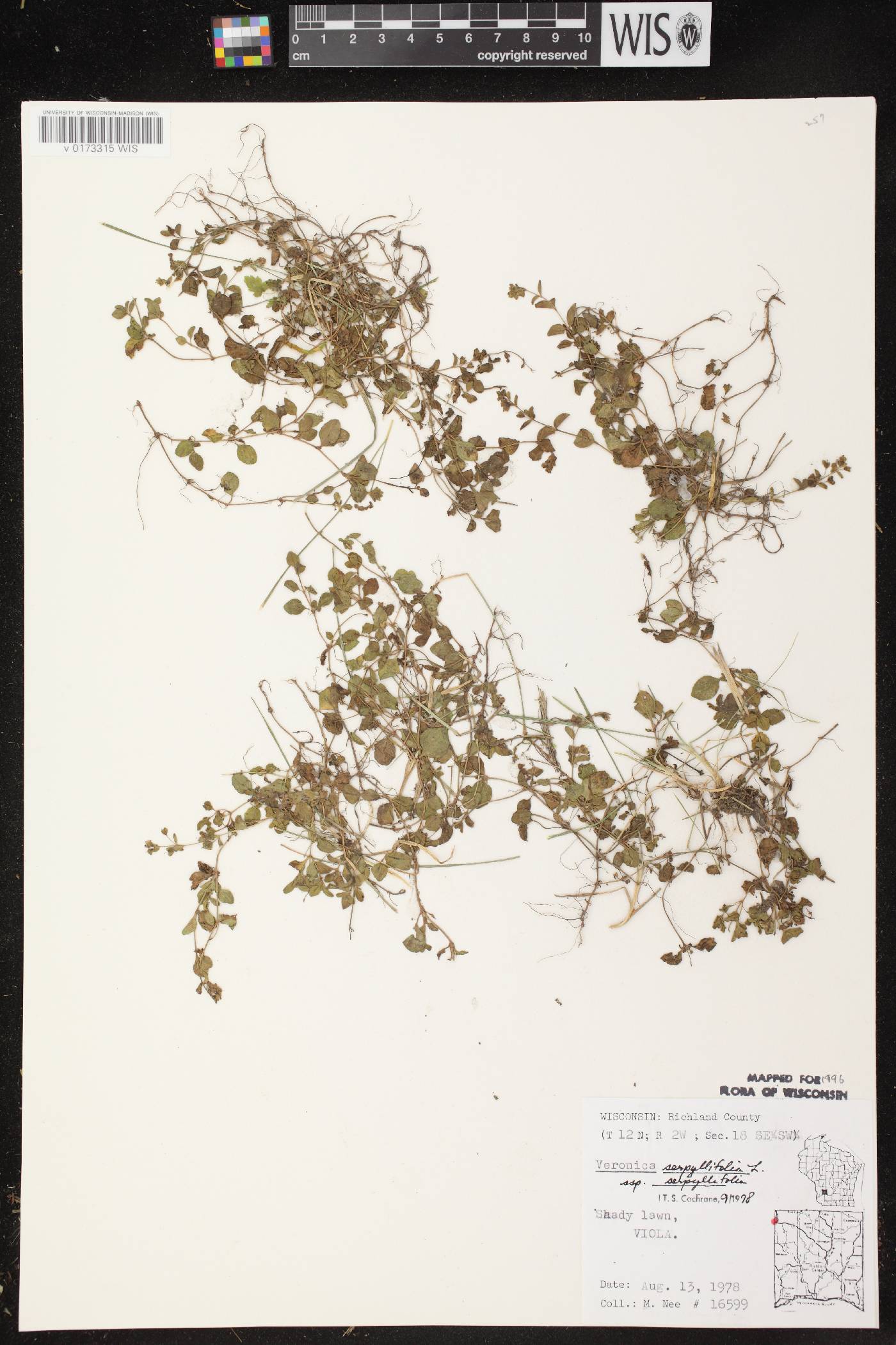 Veronica serpyllifolia subsp. serpyllifolia image