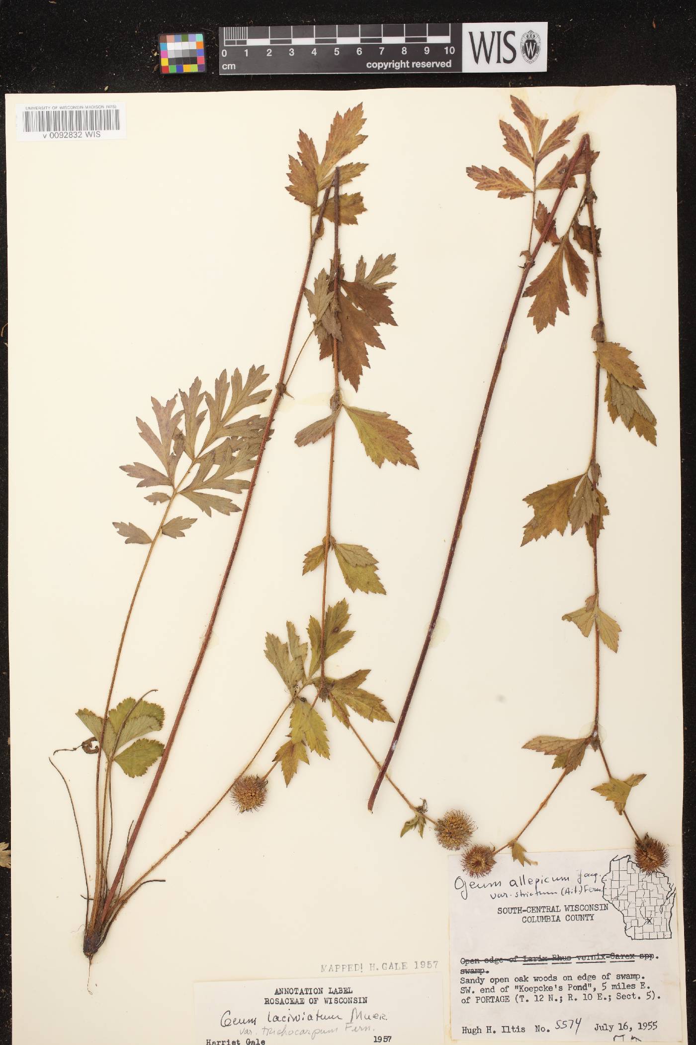 Geum laciniatum image