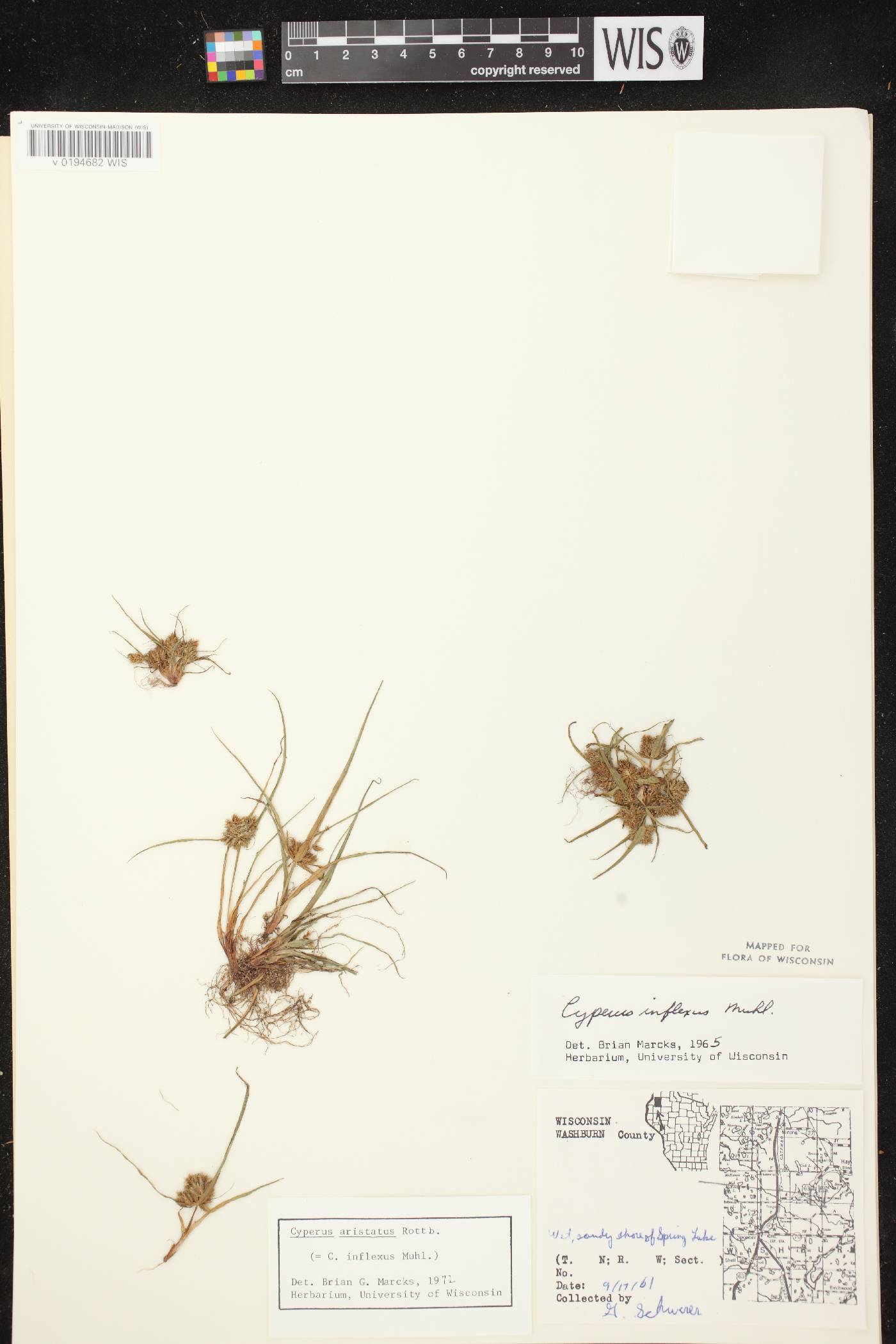 Cyperus squarrosus image