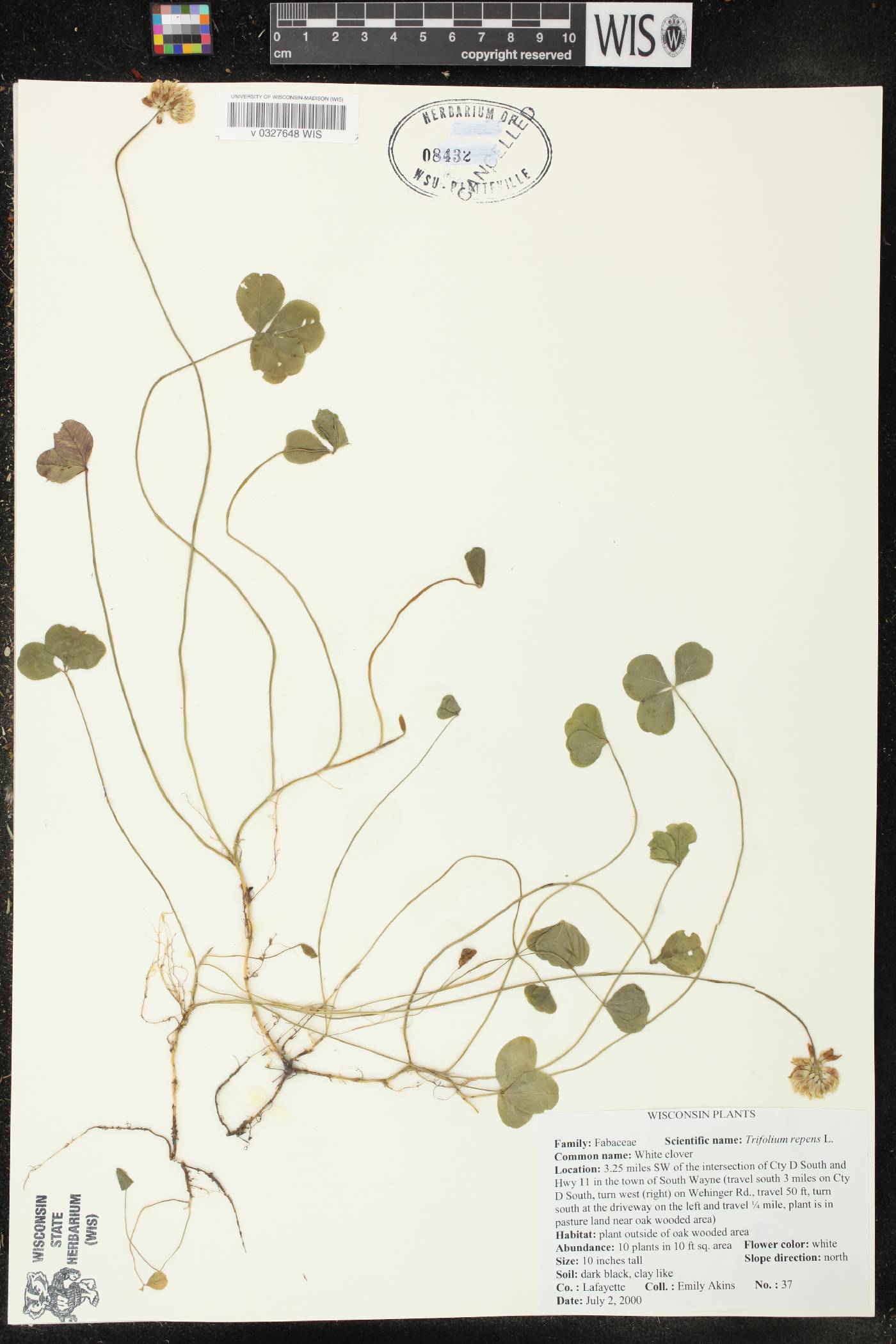 Trifolium repens image