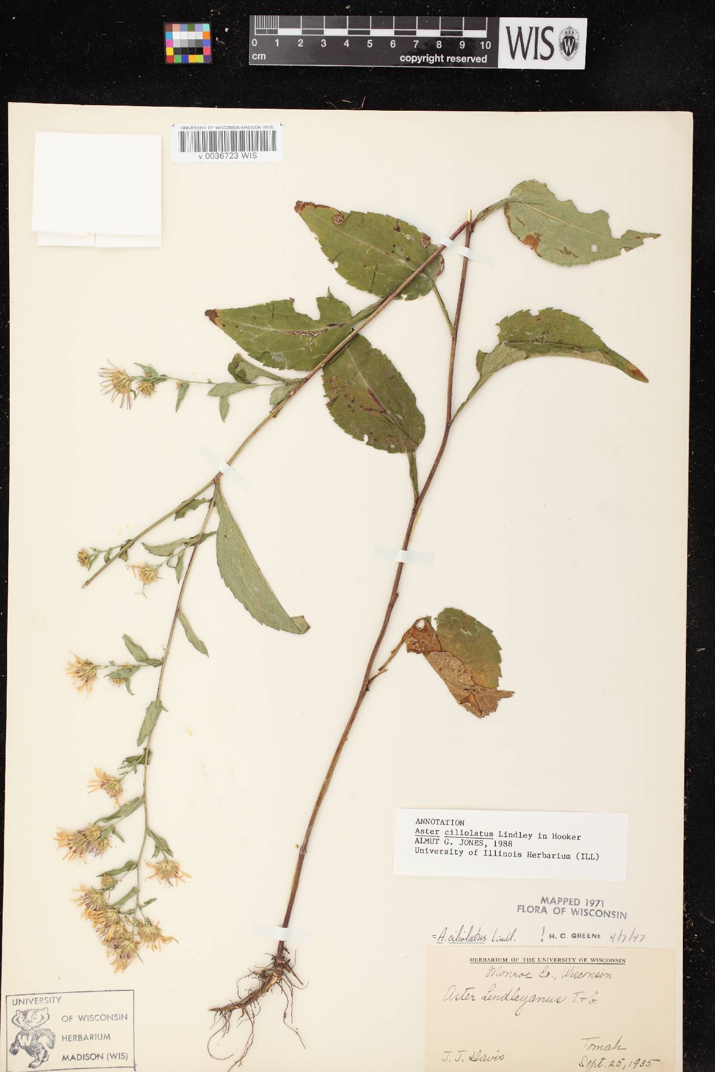Symphyotrichum ciliolatum image