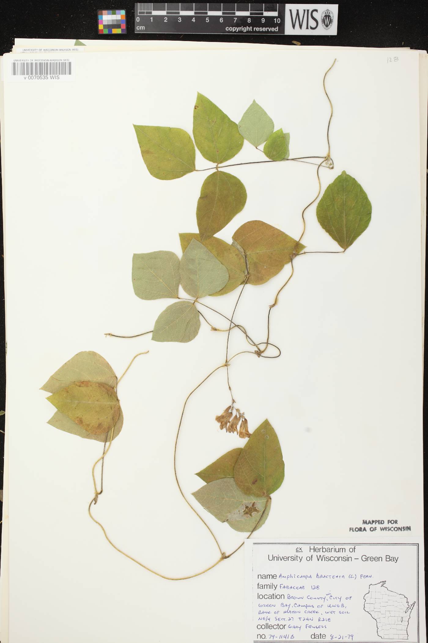 Amphicarpaea bracteata image
