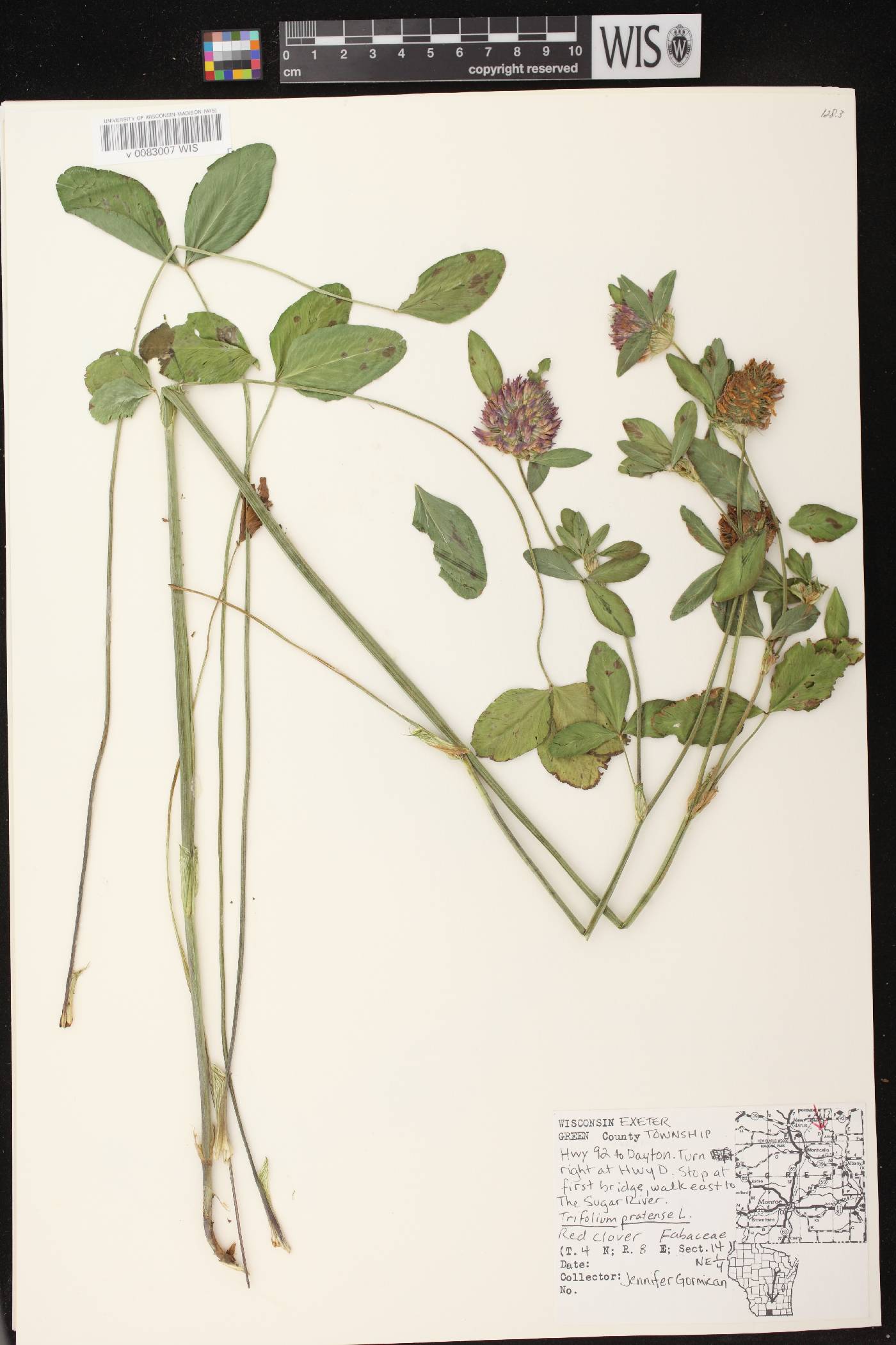 Trifolium pratense image