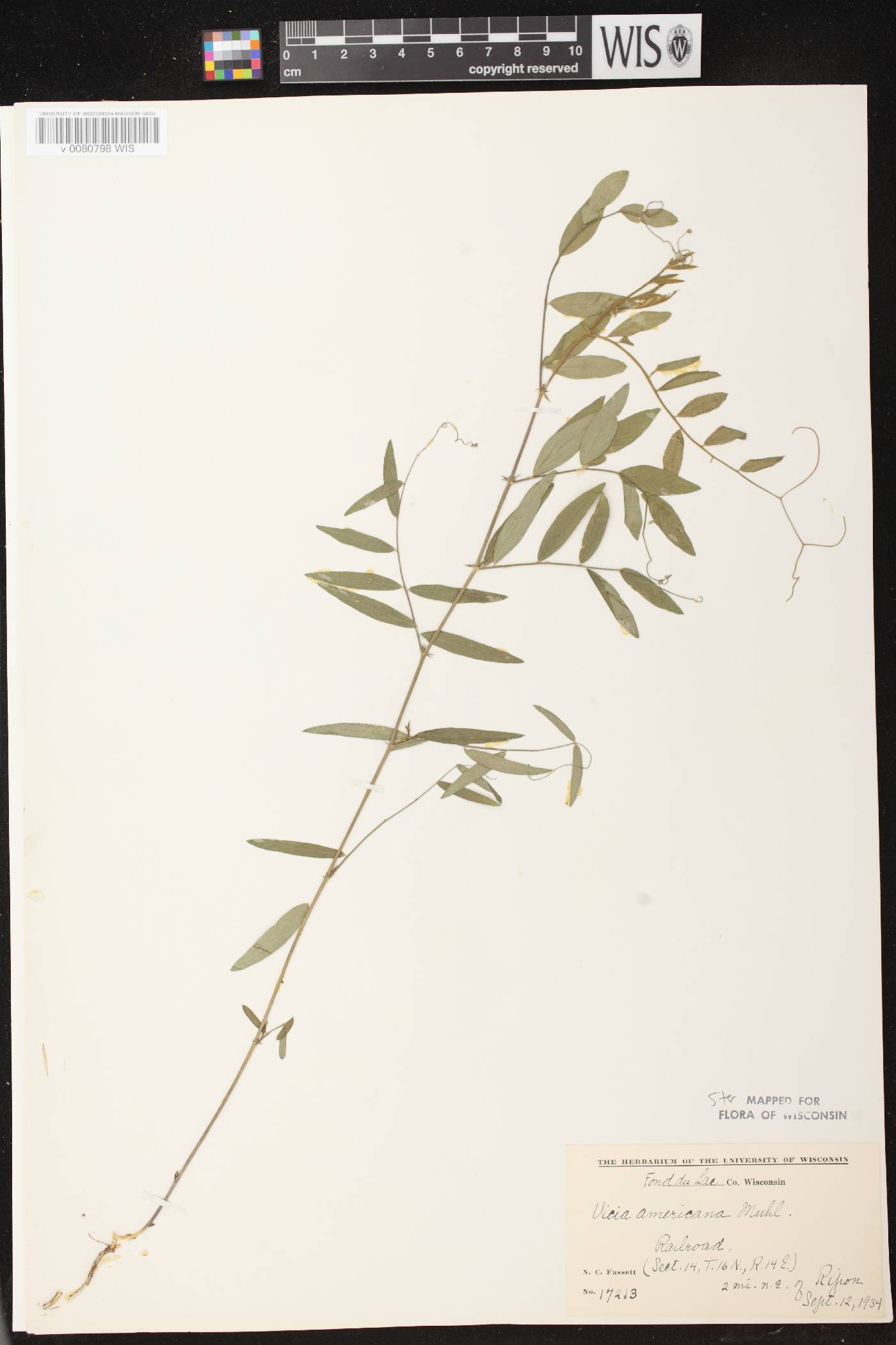 Vicia americana image