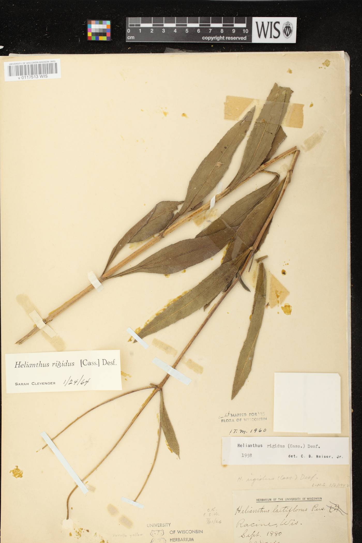 Helianthus pauciflorus subsp. pauciflorus image