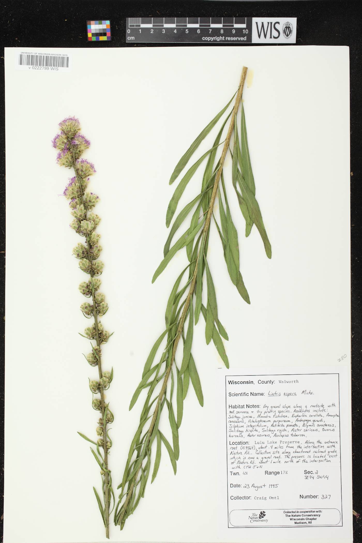 Liatris aspera image