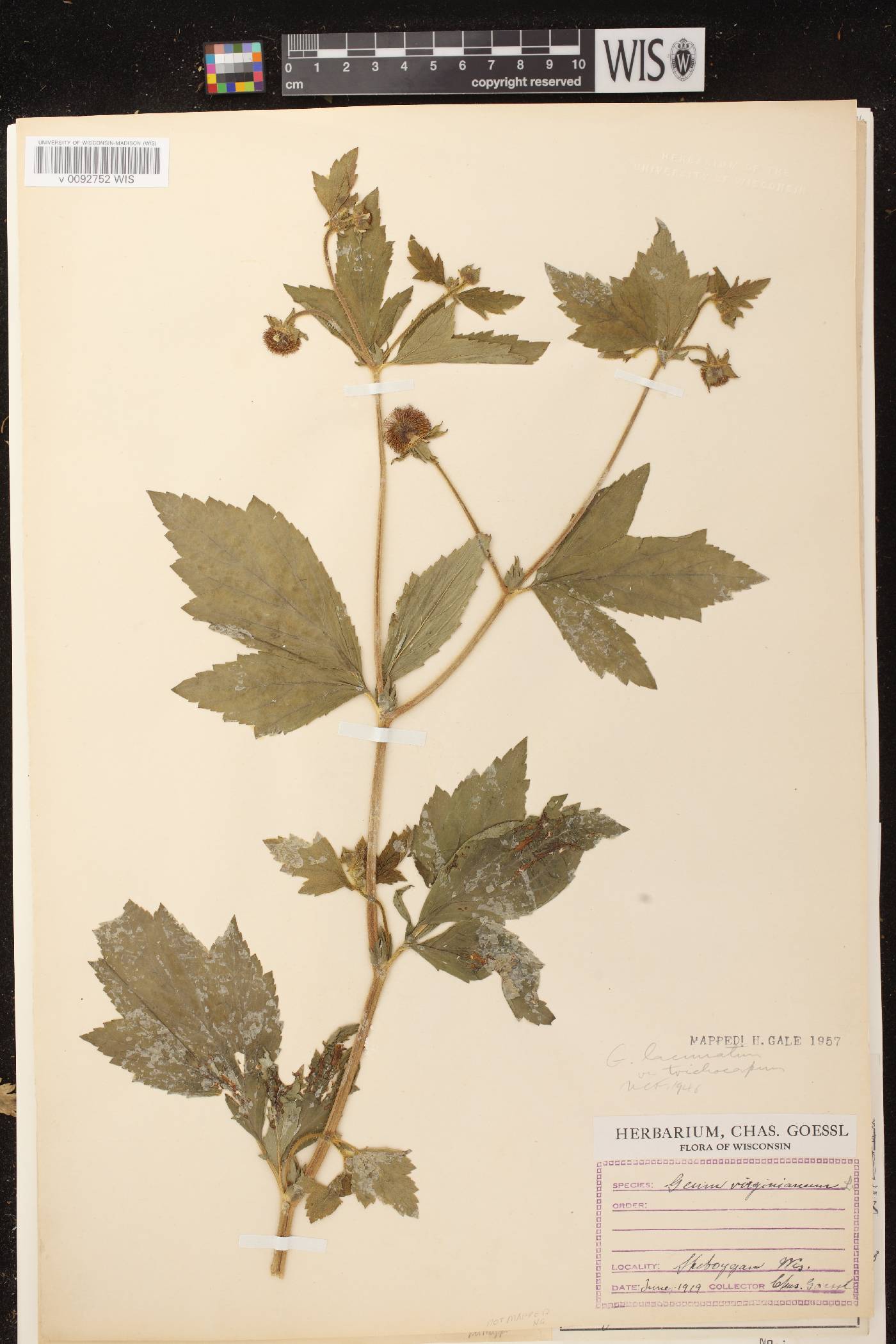 Geum laciniatum image
