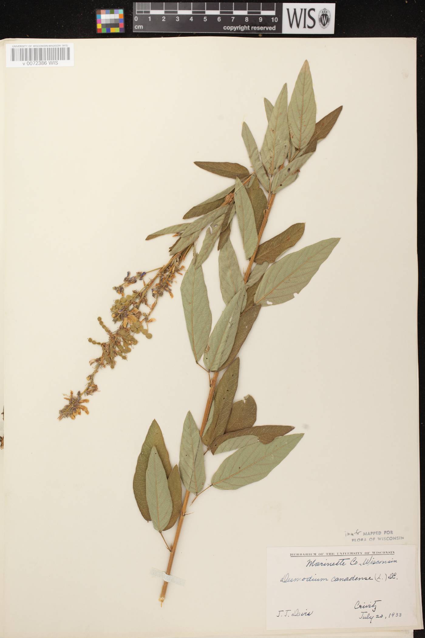 Desmodium canadense image