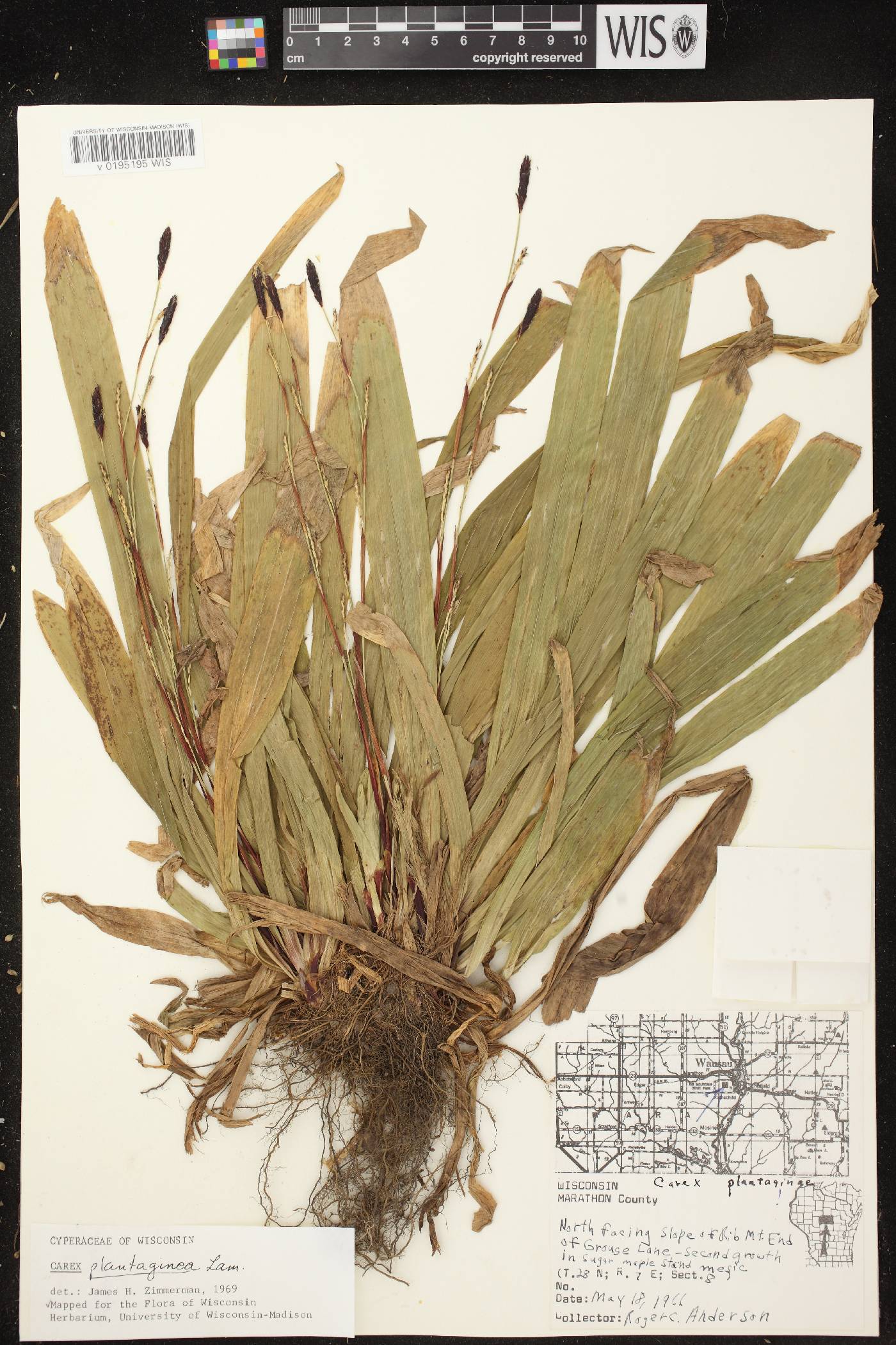 Carex plantaginea image