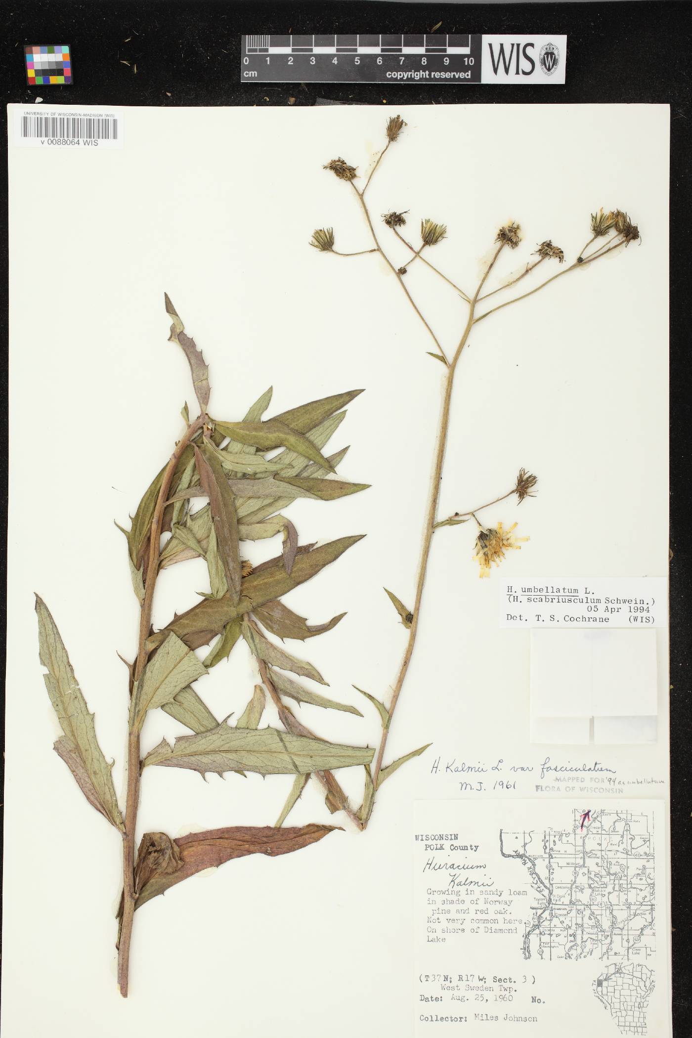 Hieracium umbellatum image
