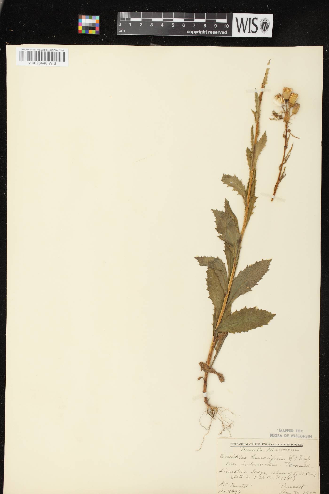Erechtites hieracifolius image