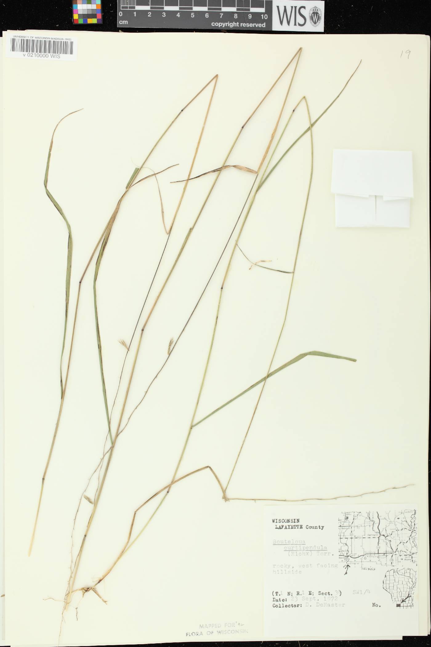 Bouteloua curtipendula image