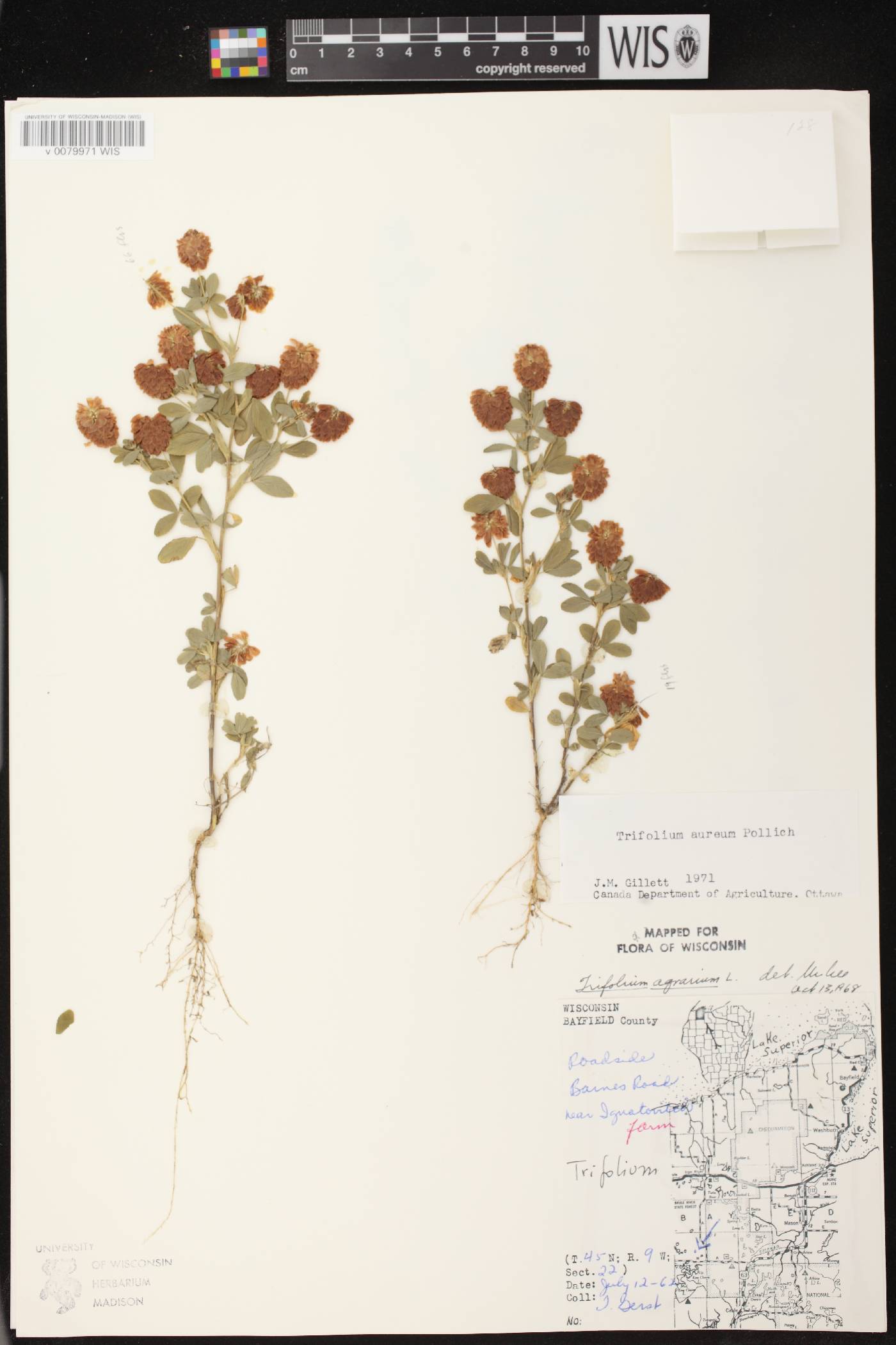 Trifolium aureum image