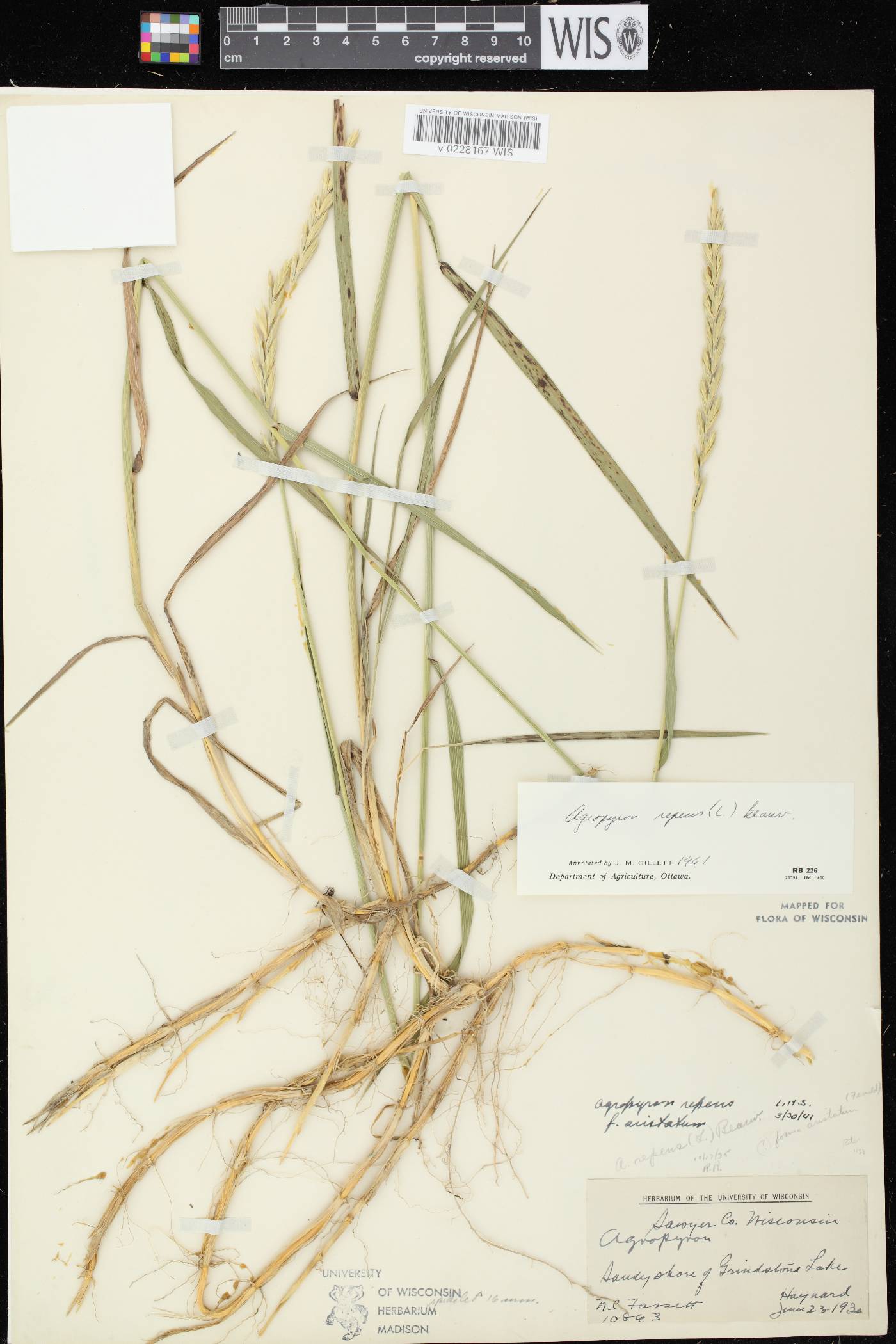 Elymus repens image