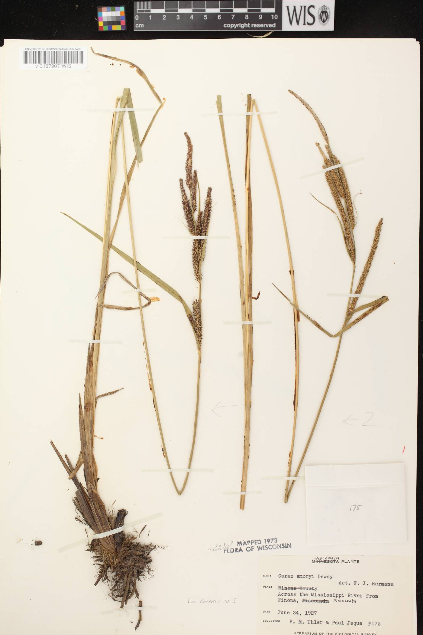 Carex emoryi image
