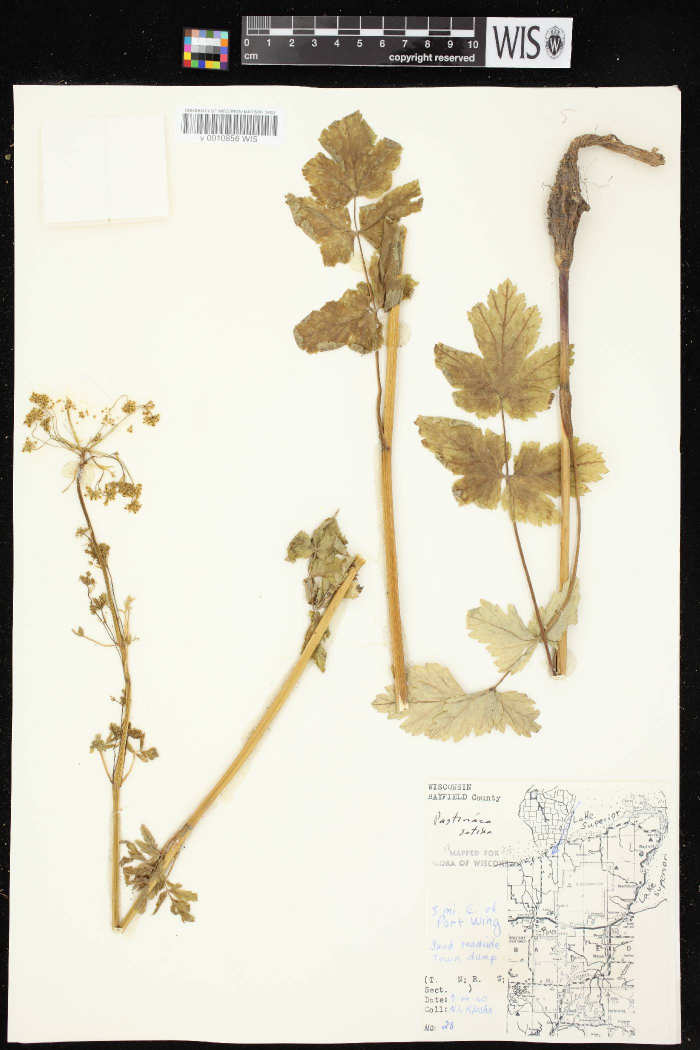 Pastinaca sativa image