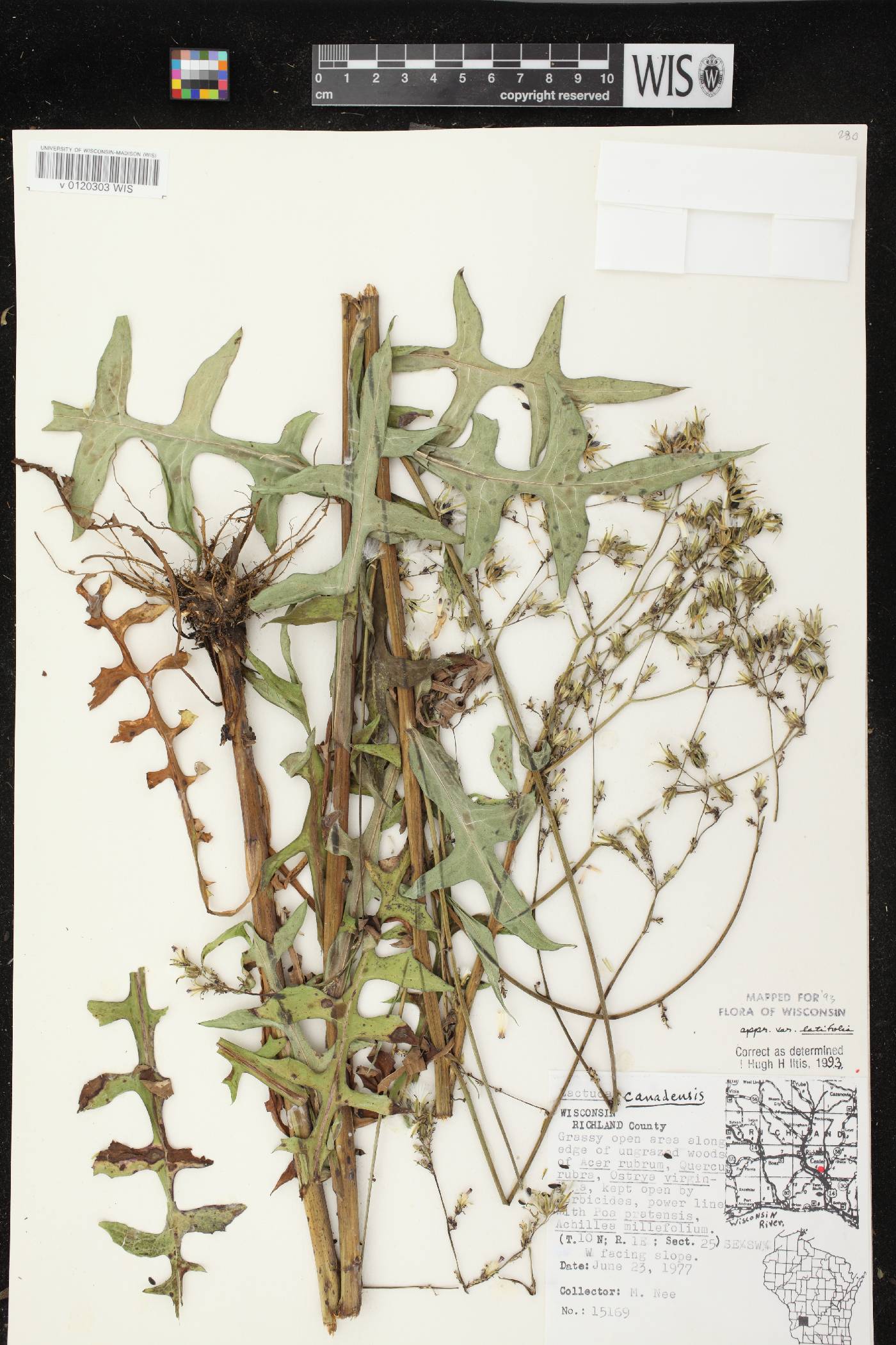 Lactuca canadensis image