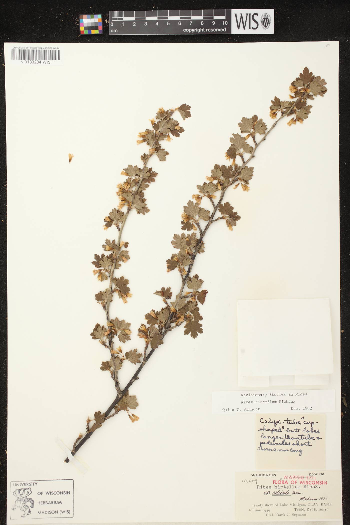 Ribes hirtellum image