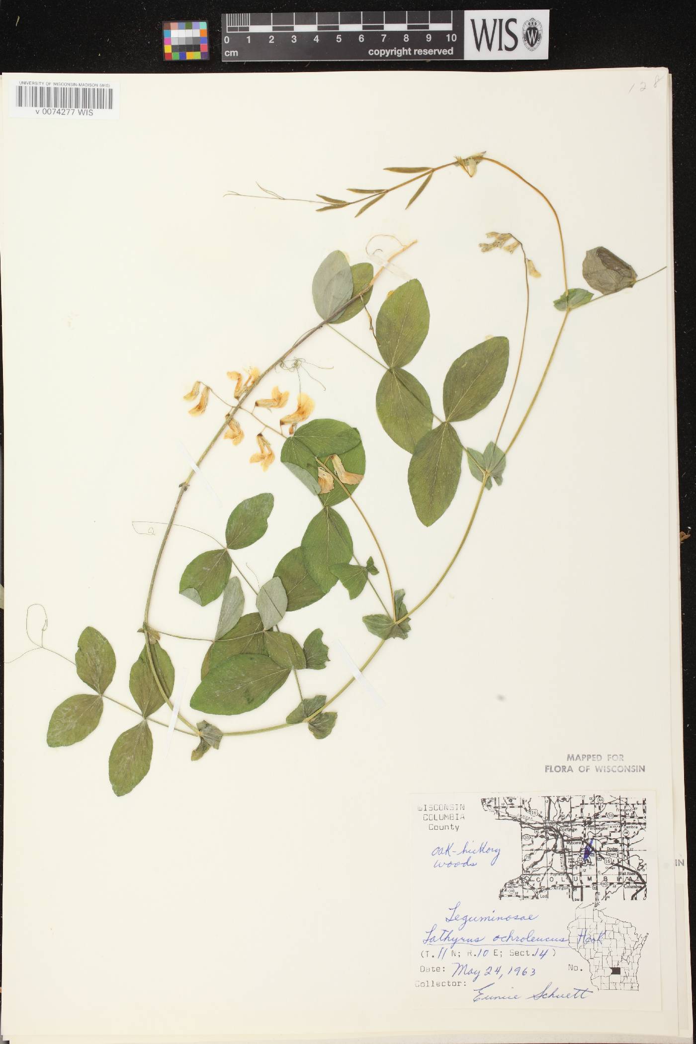 Lathyrus ochroleucus image