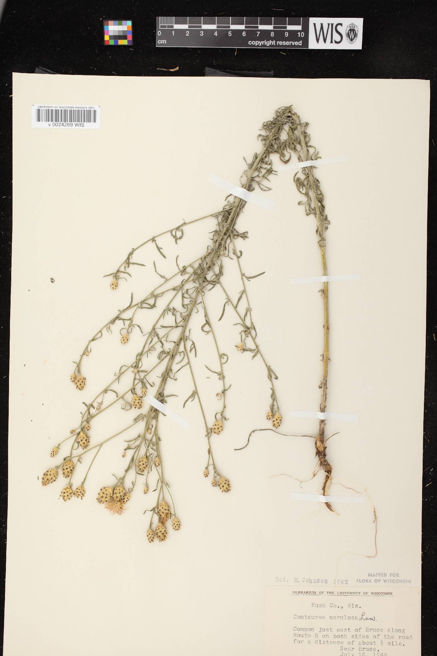 Centaurea stoebe subsp. micranthos image