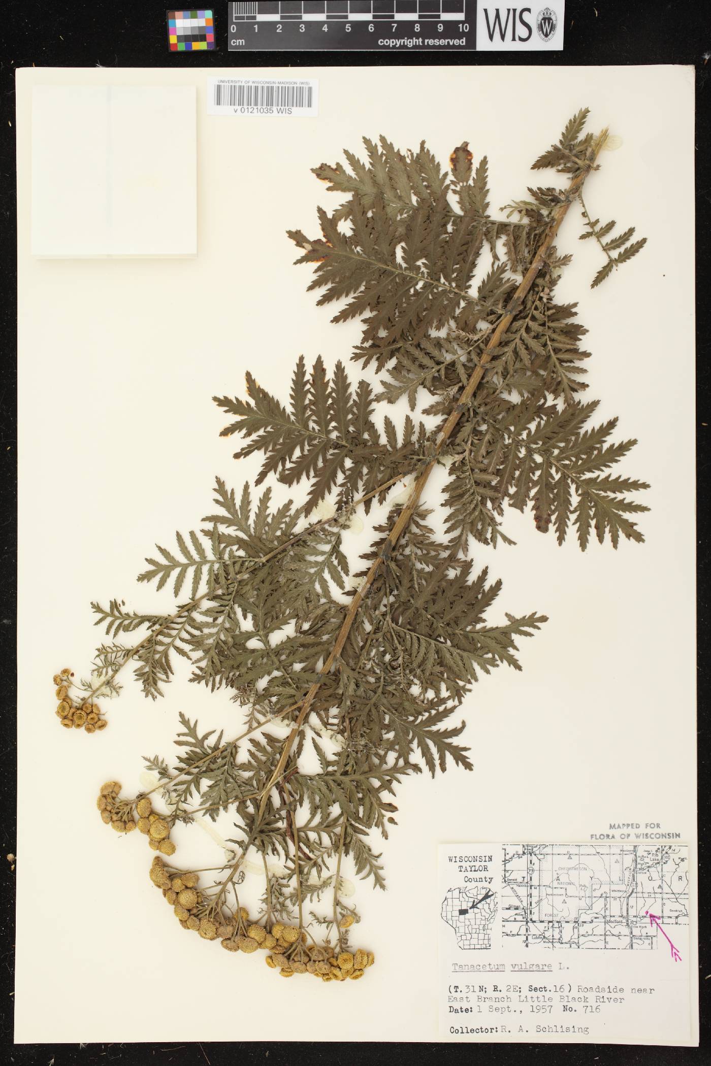 Tanacetum vulgare image