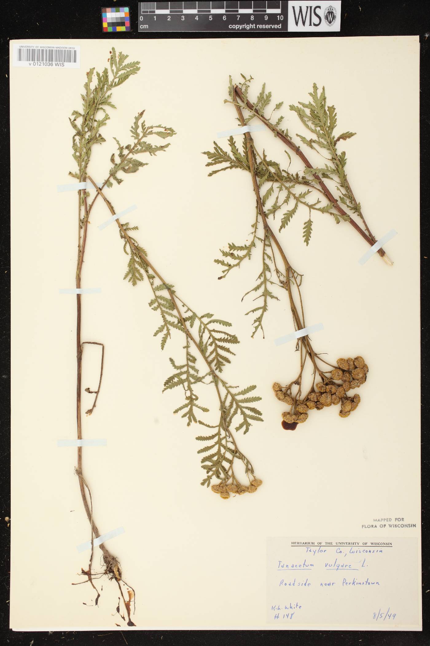 Tanacetum vulgare image