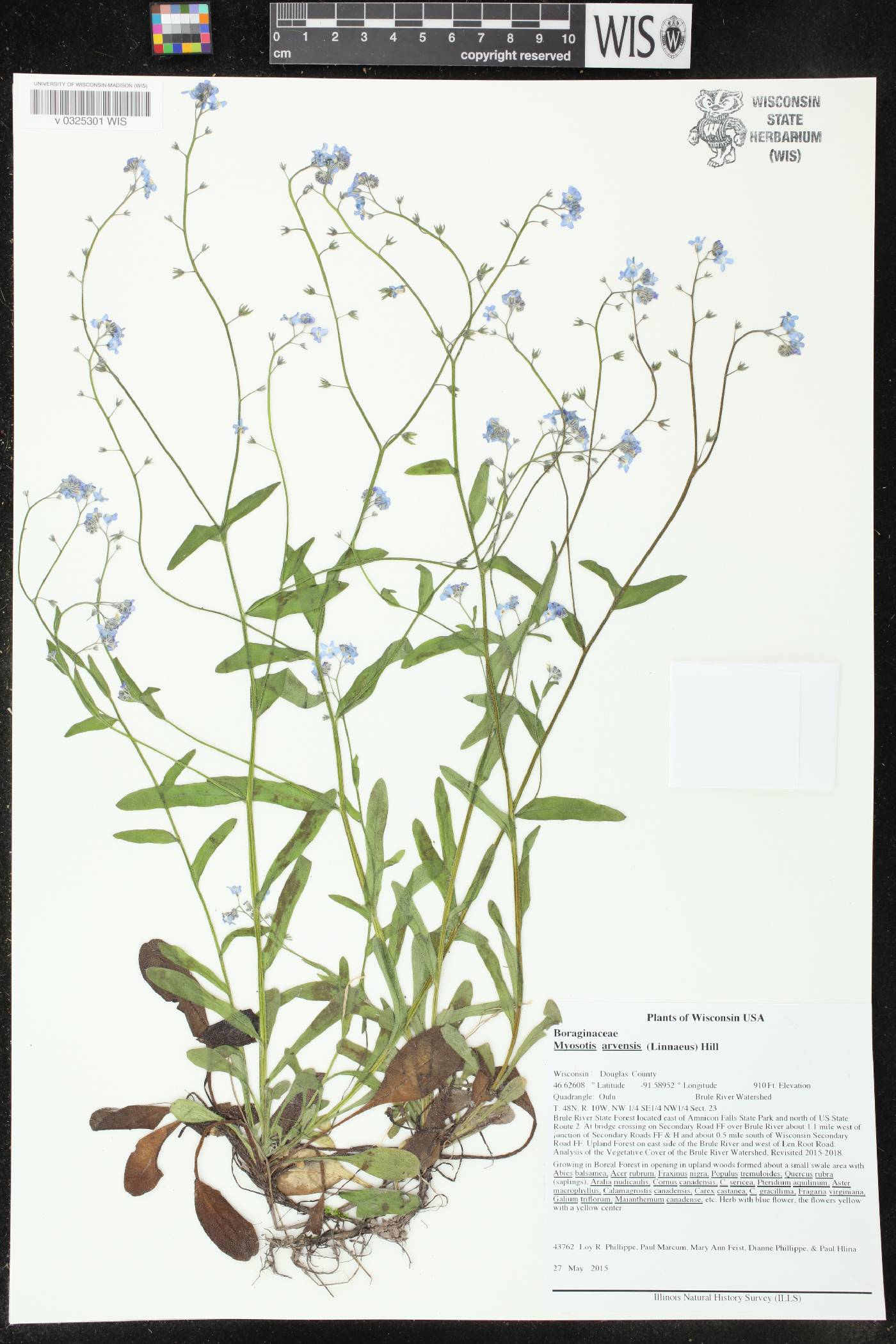 Myosotis sylvatica image