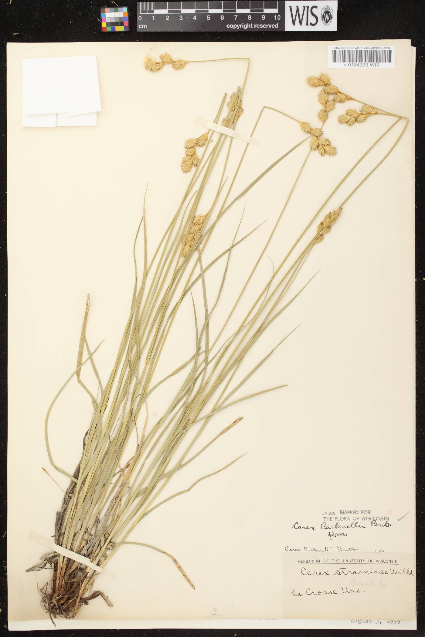 Carex bicknellii image