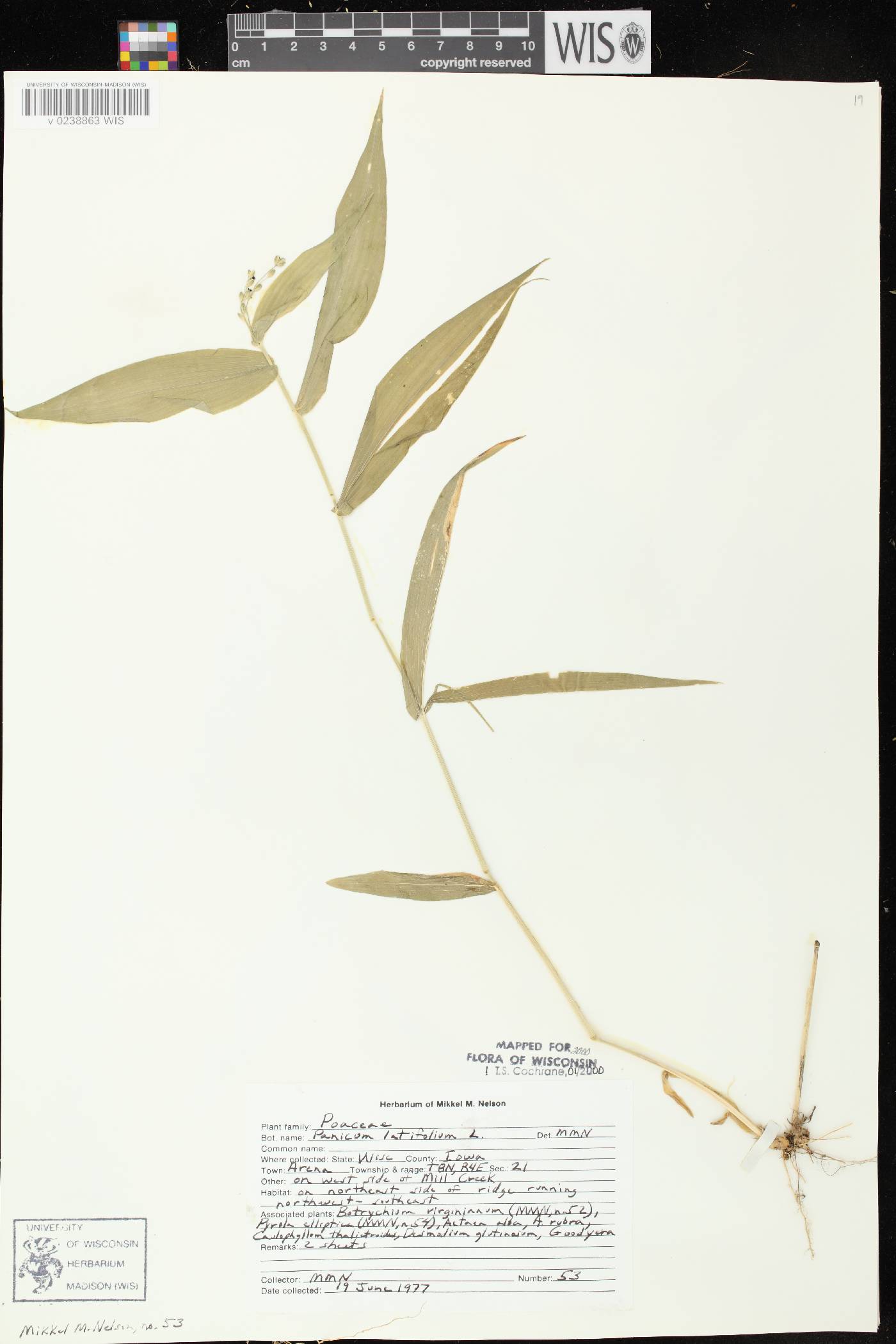 Dichanthelium latifolium image