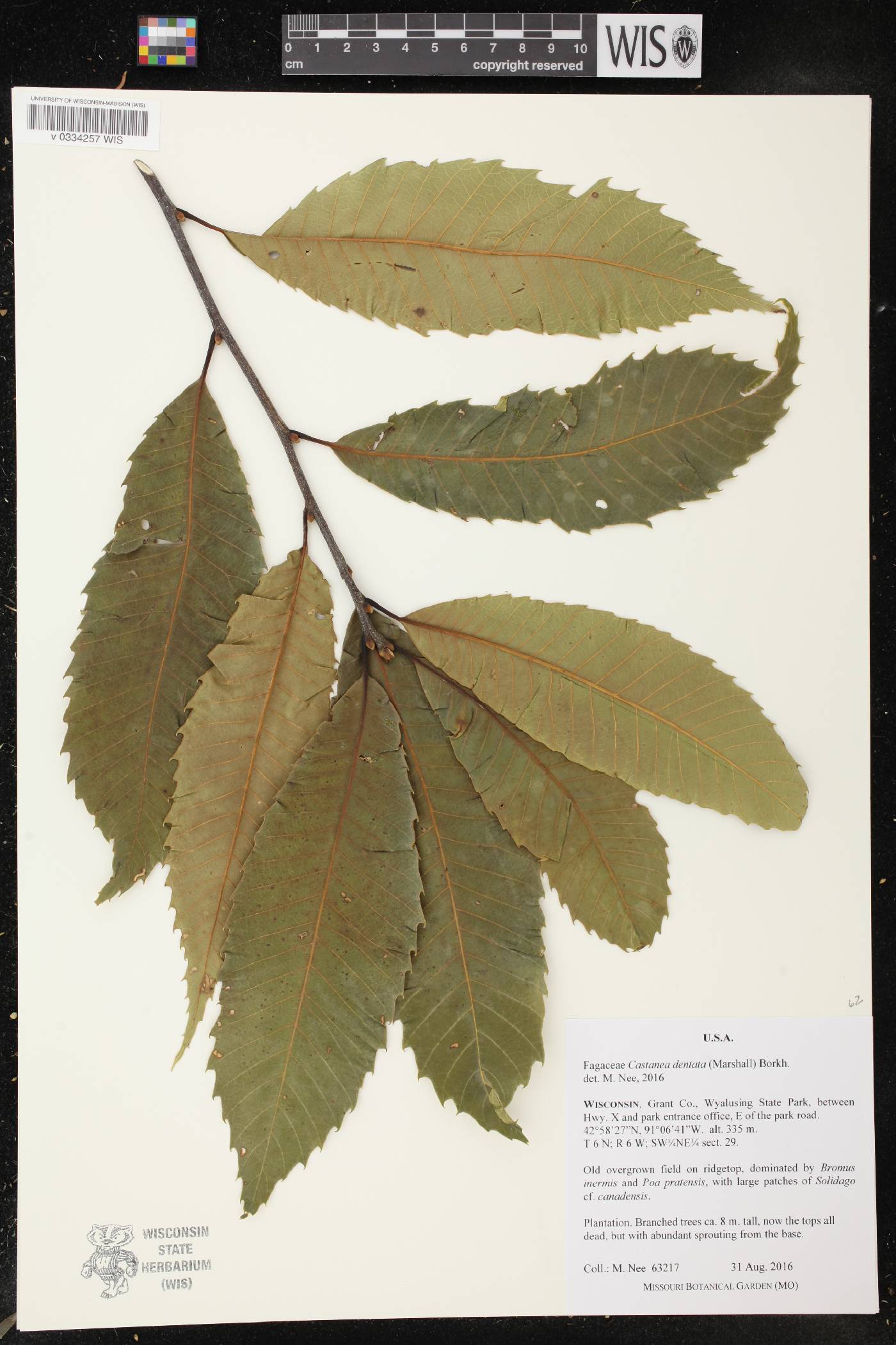 Castanea dentata image