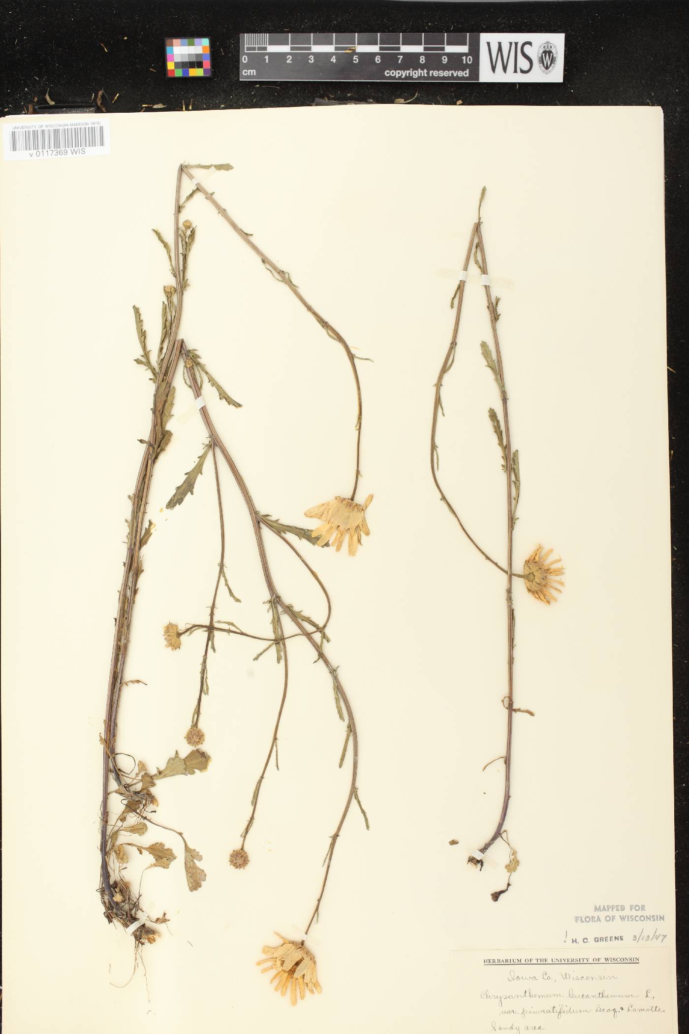 Leucanthemum vulgare image