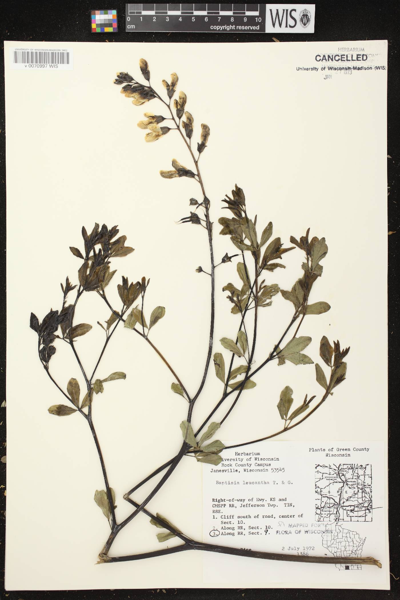 Baptisia lactea image