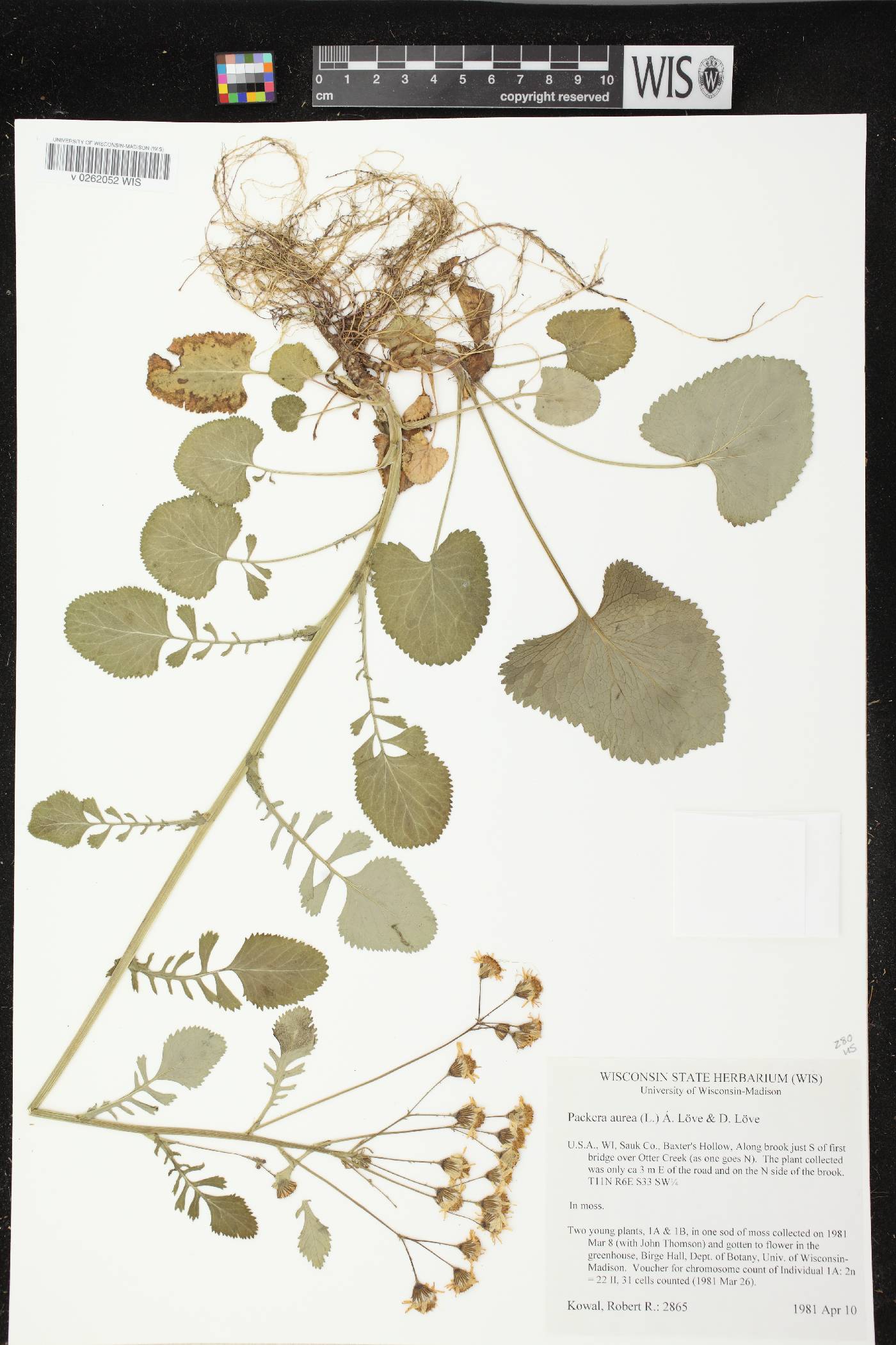 Packera aurea image