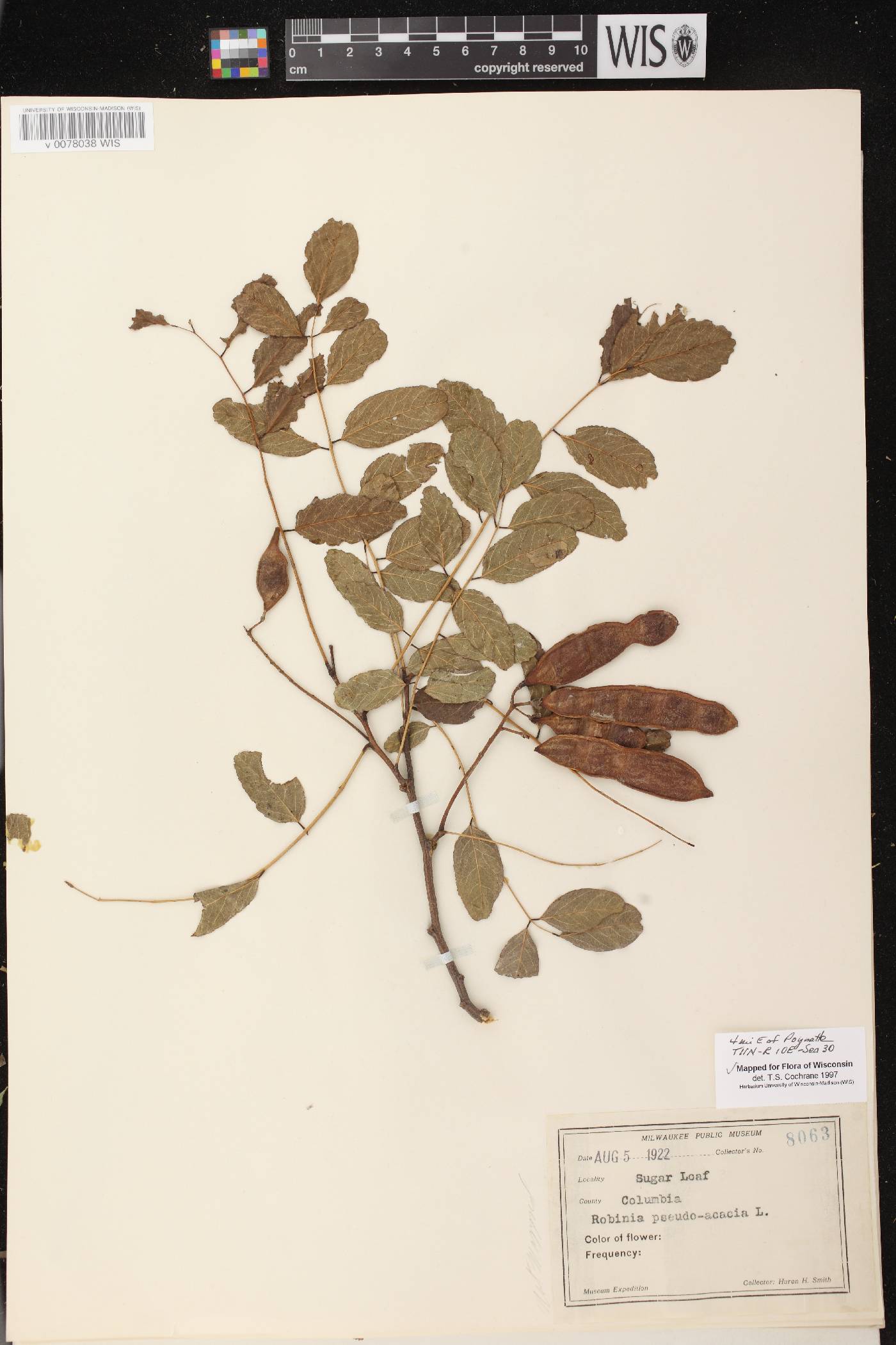 Robinia pseudoacacia image