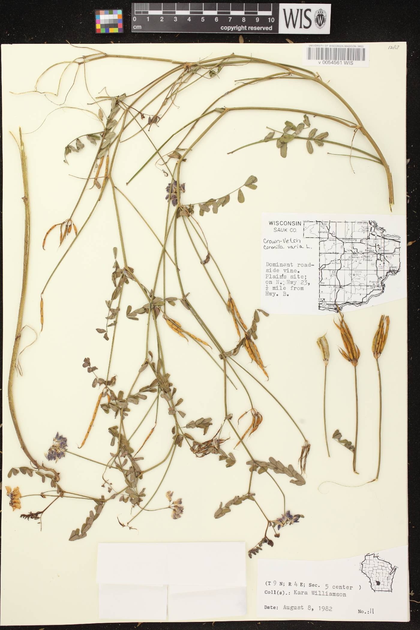 Securigera varia image