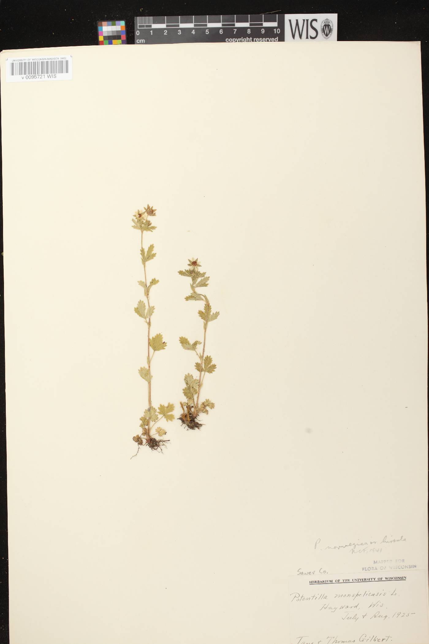 Potentilla norvegica image