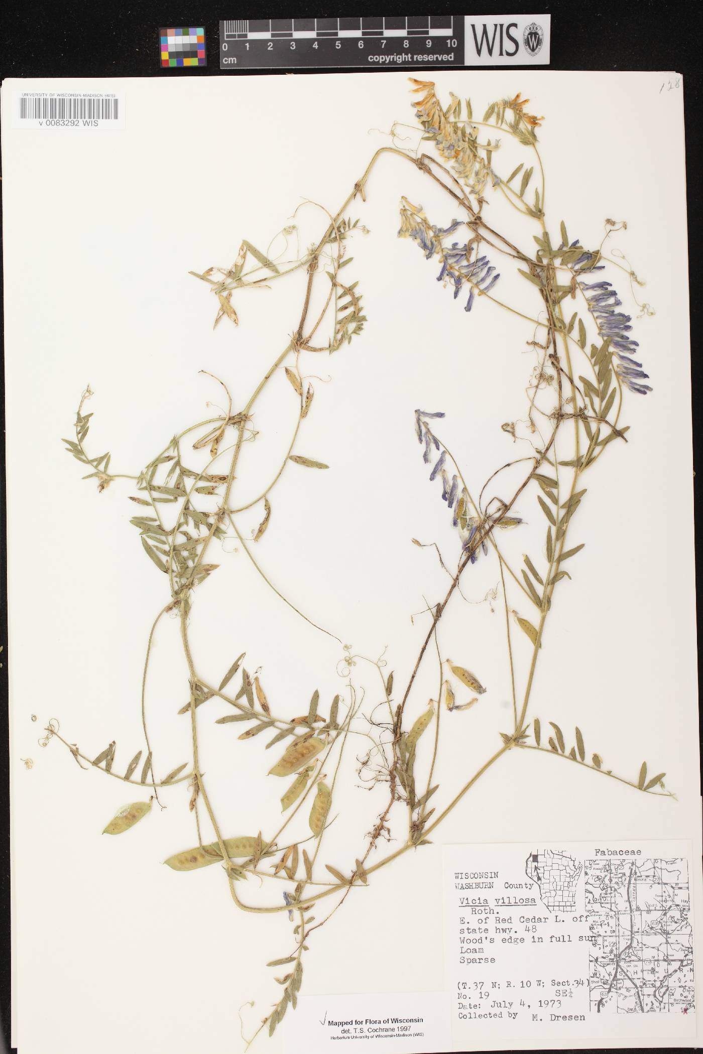 Vicia villosa image