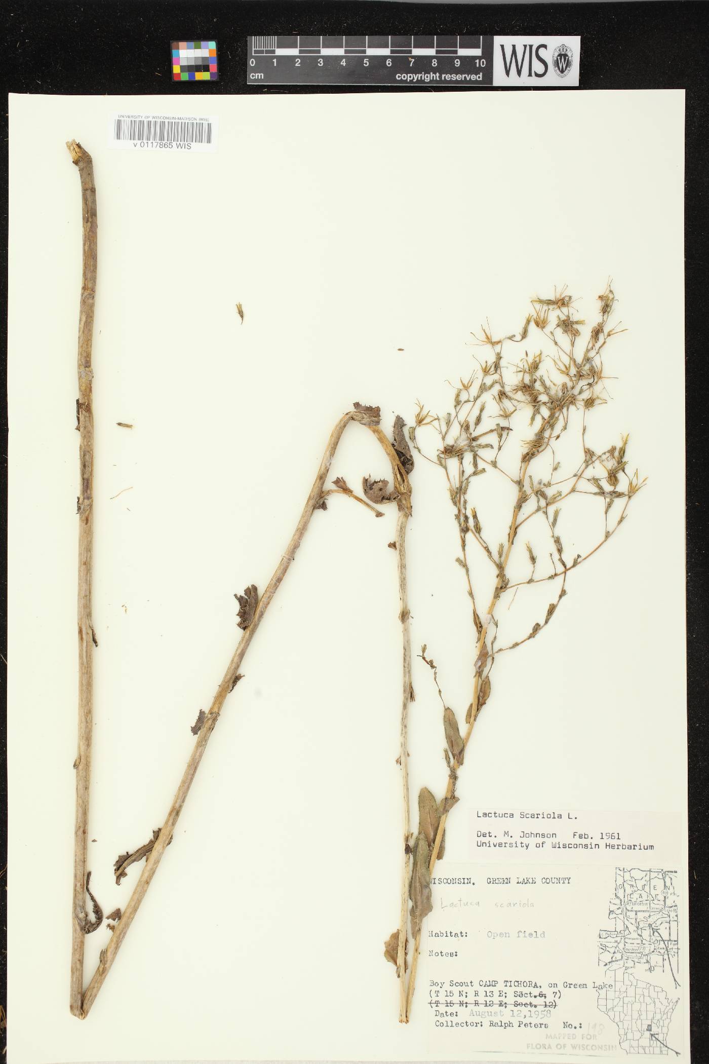 Lactuca serriola image