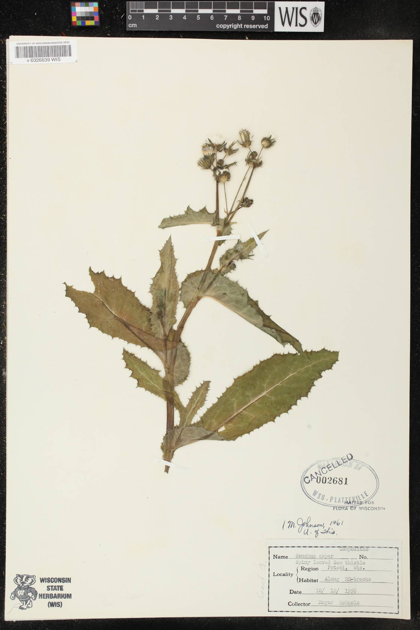 Sonchus asper image