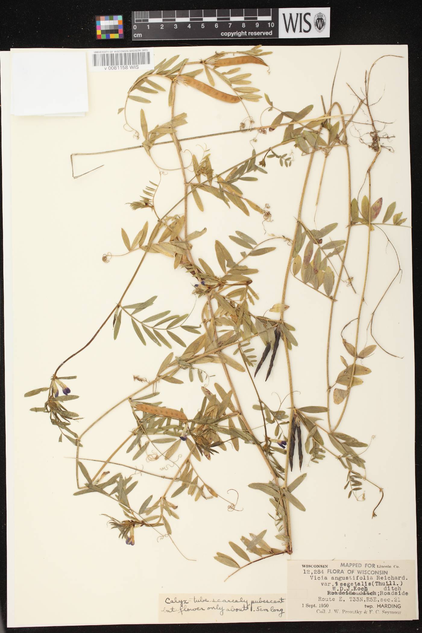 Vicia sativa subsp. nigra image