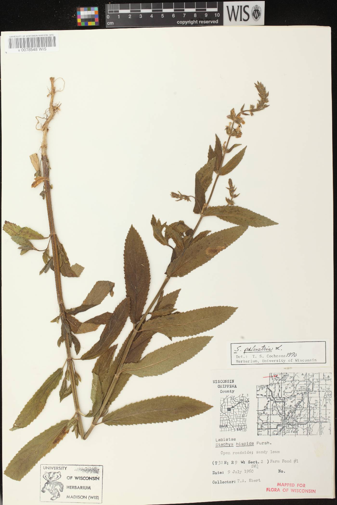 Stachys palustris image