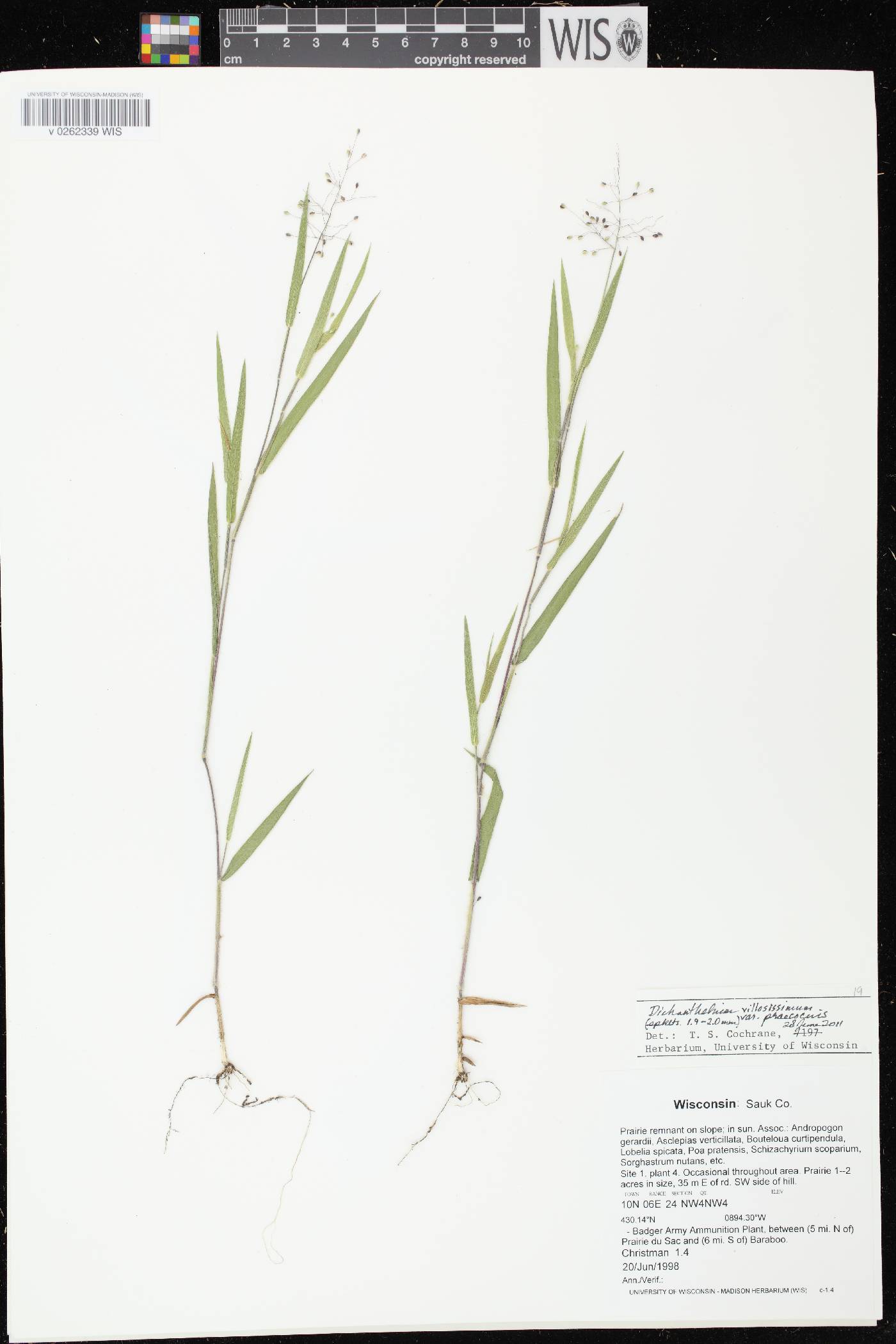 Dichanthelium villosissimum var. praecocius image