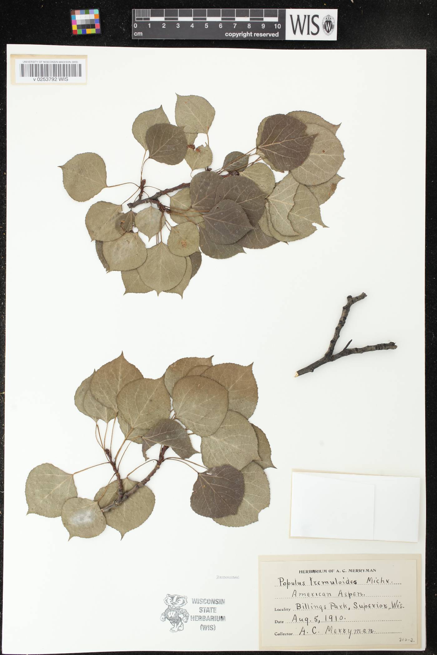 Populus tremuloides image