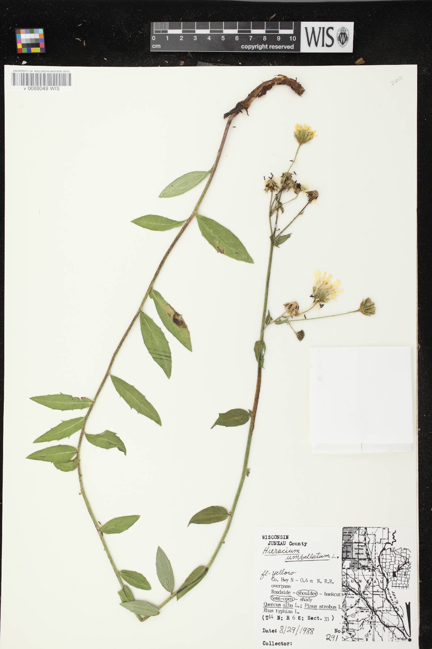 Hieracium umbellatum image