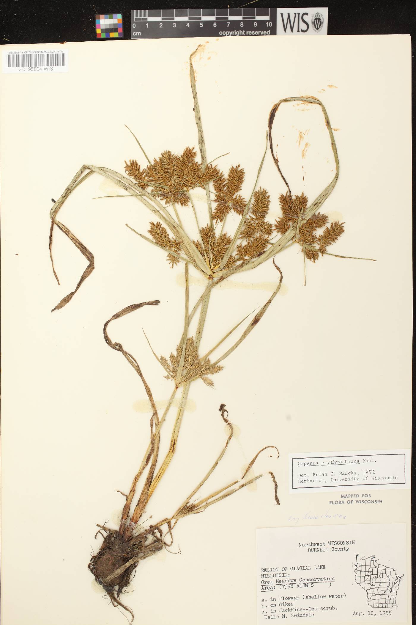 Cyperus erythrorhizos image