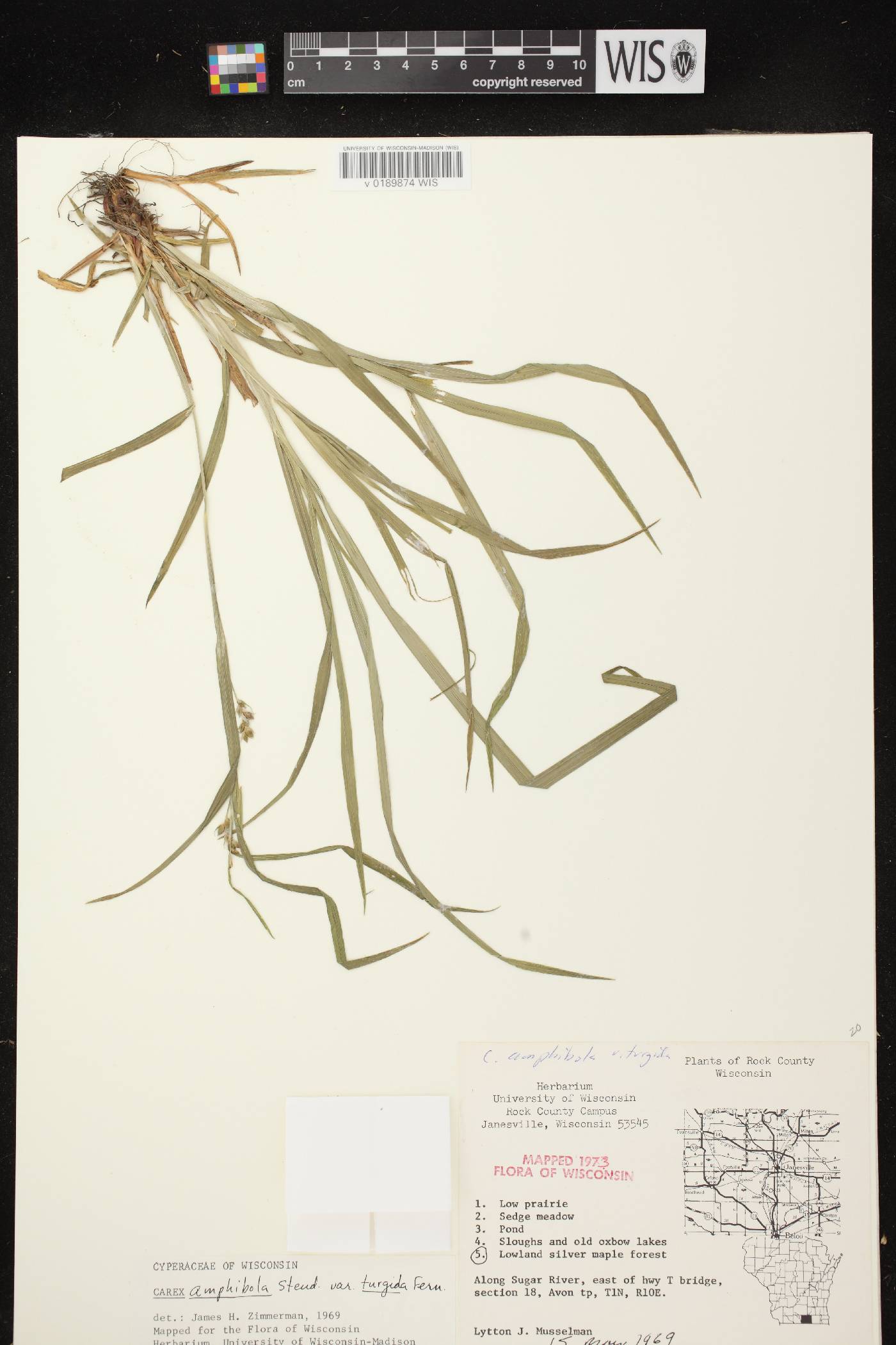 Carex grisea image
