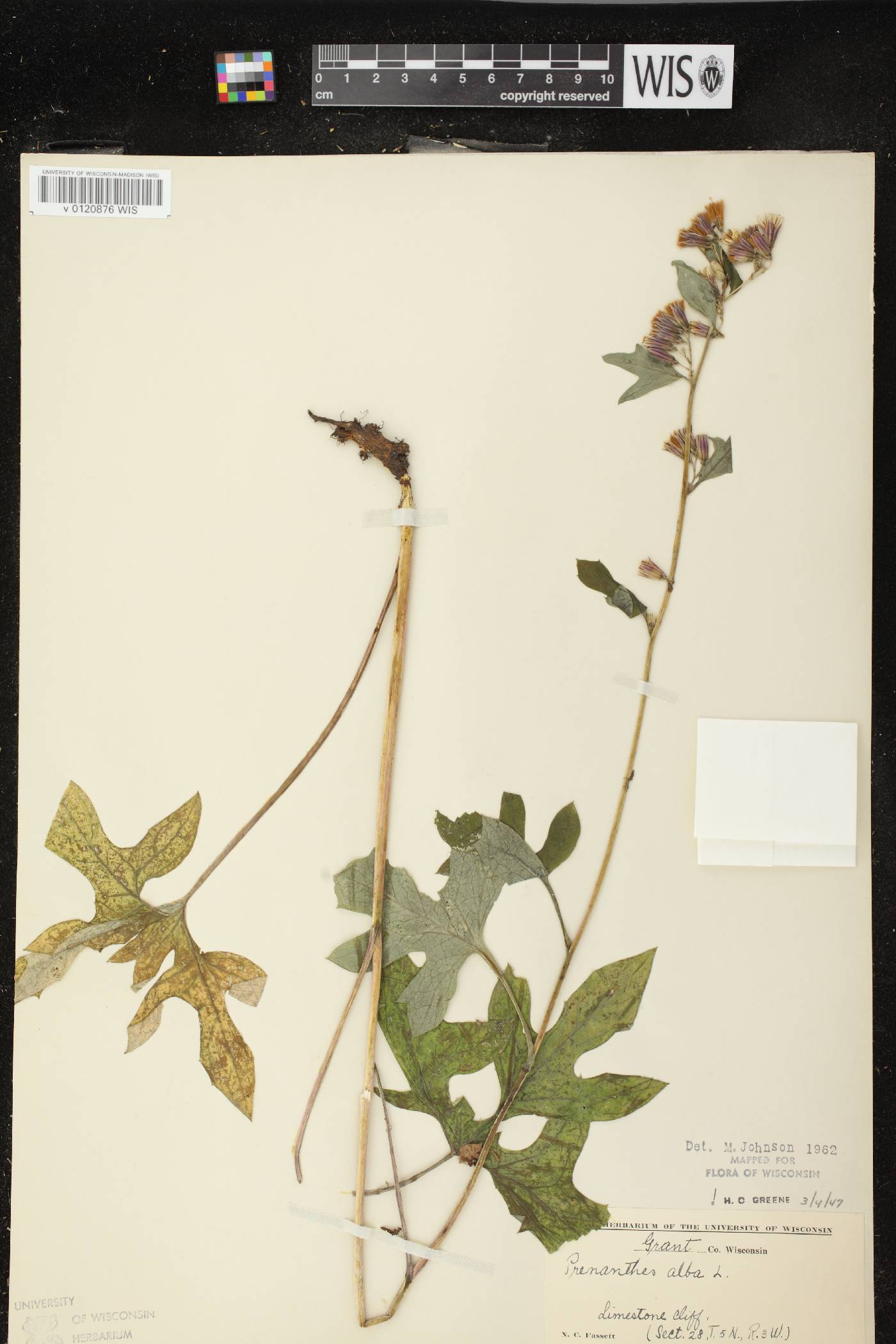 Prenanthes alba image
