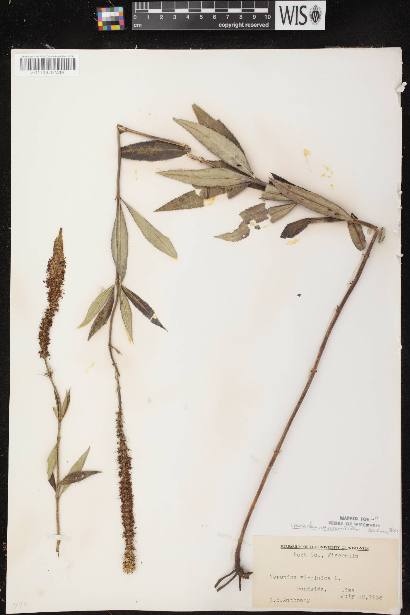 Veronicastrum virginicum image