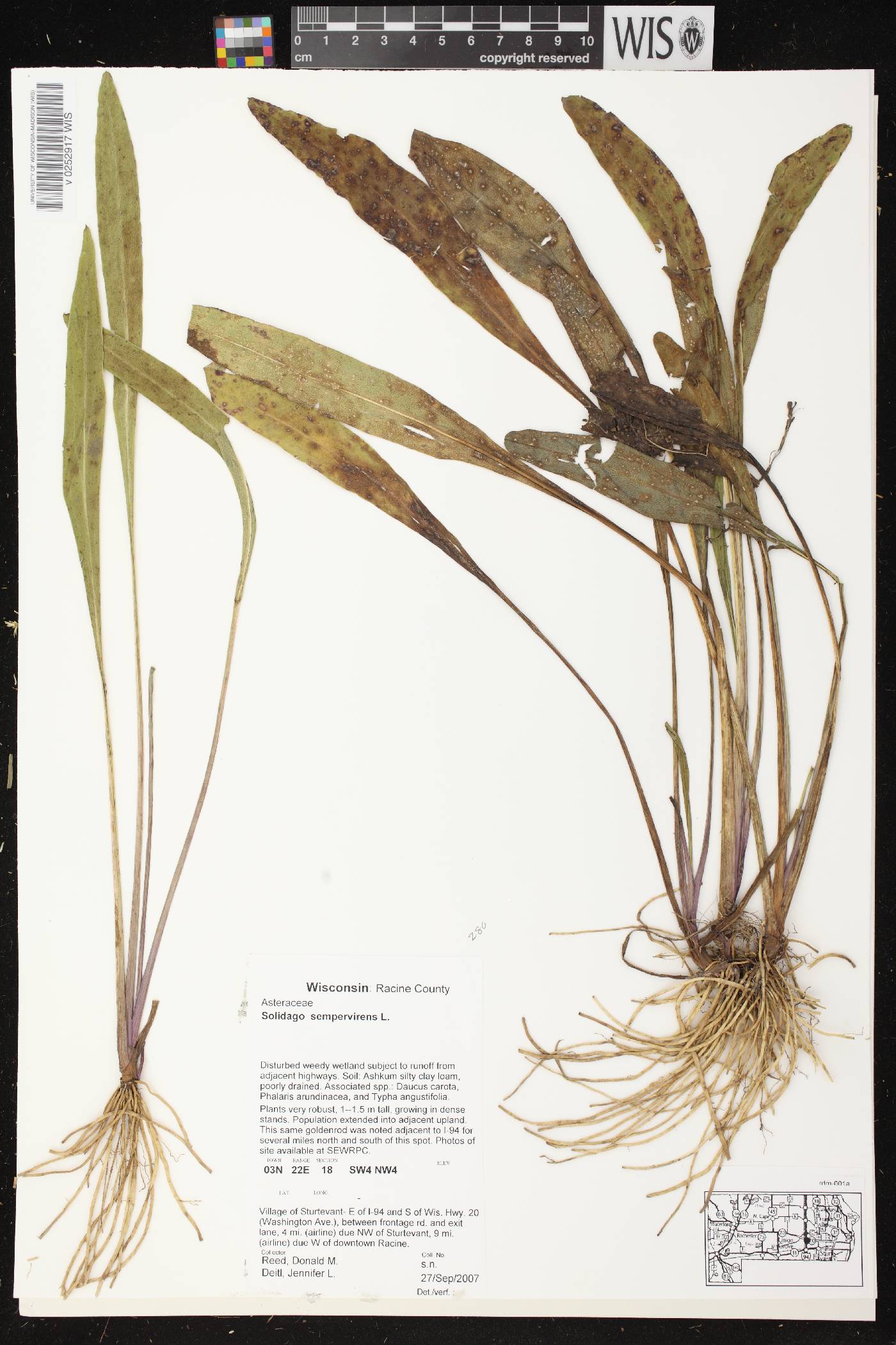 Solidago sempervirens subsp. sempervirens image