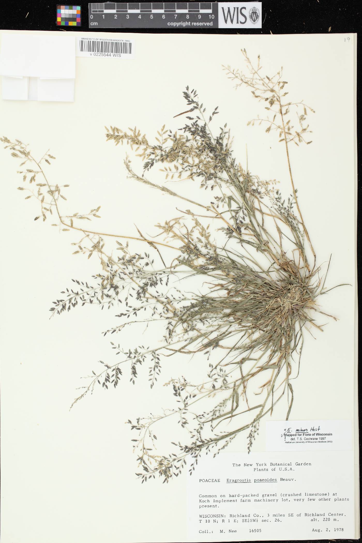 Eragrostis minor image